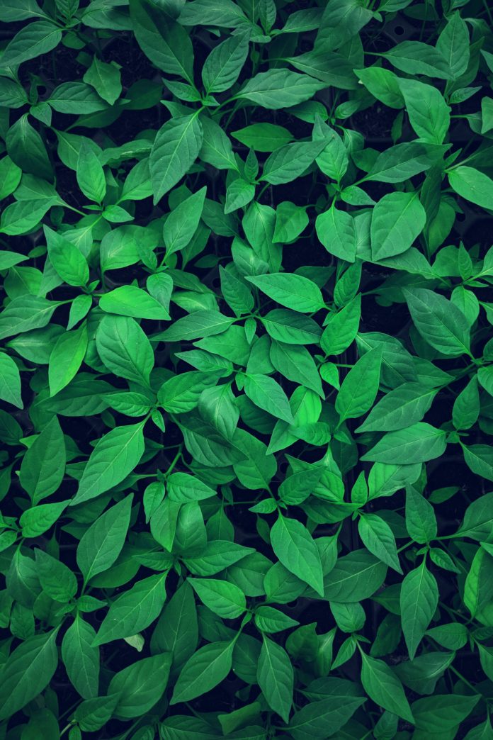 lawrence-kayku-frWOcVisp8U-unsplash